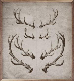 Antlers White